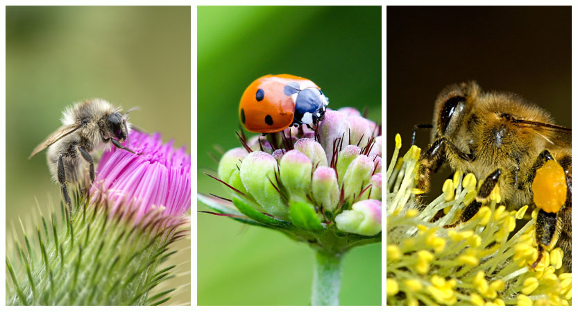 TOP 26 Aufrechterhaltung der Insektenvielfalt